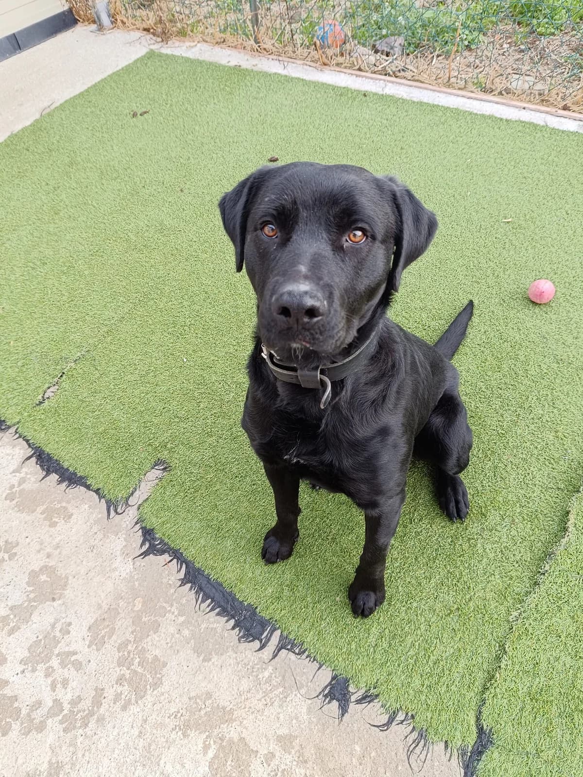 MINA, male Labrador Retriever for adoption at AVSA - Fourrière - Refuge, Roquebrune-sur-Argens