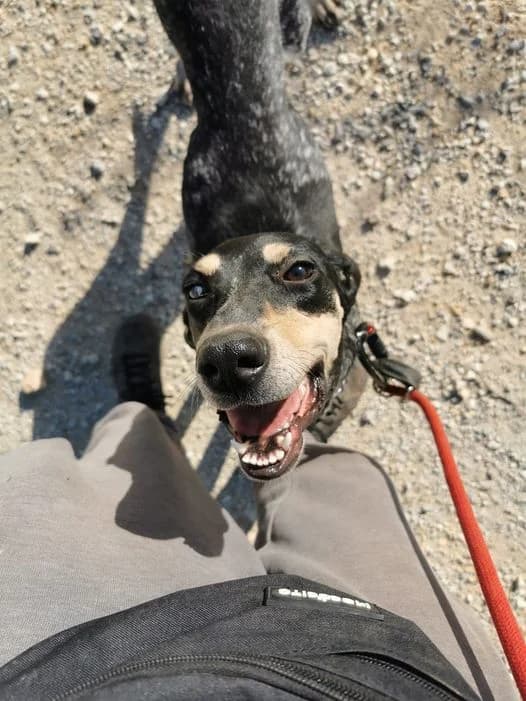 DANETTE, male Mixed Breed for adoption at AVSA - Fourrière - Refuge, Roquebrune-sur-Argens
