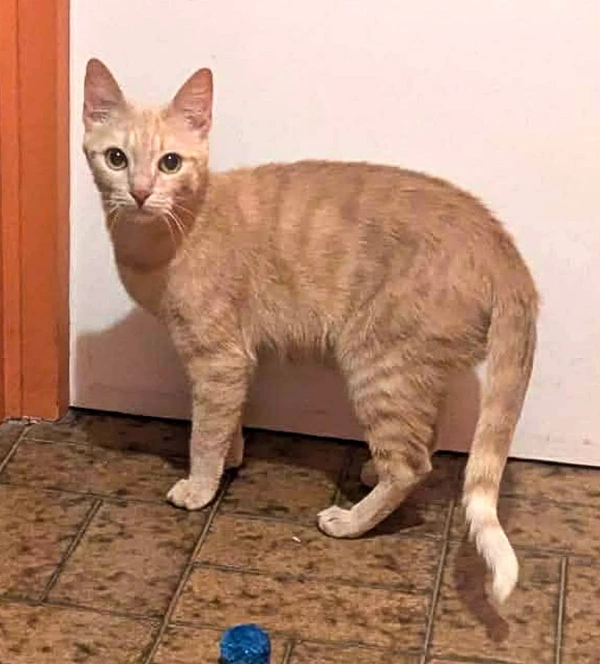 Acacia,  Mixed Breed for adoption at Brigade de Protection Animale