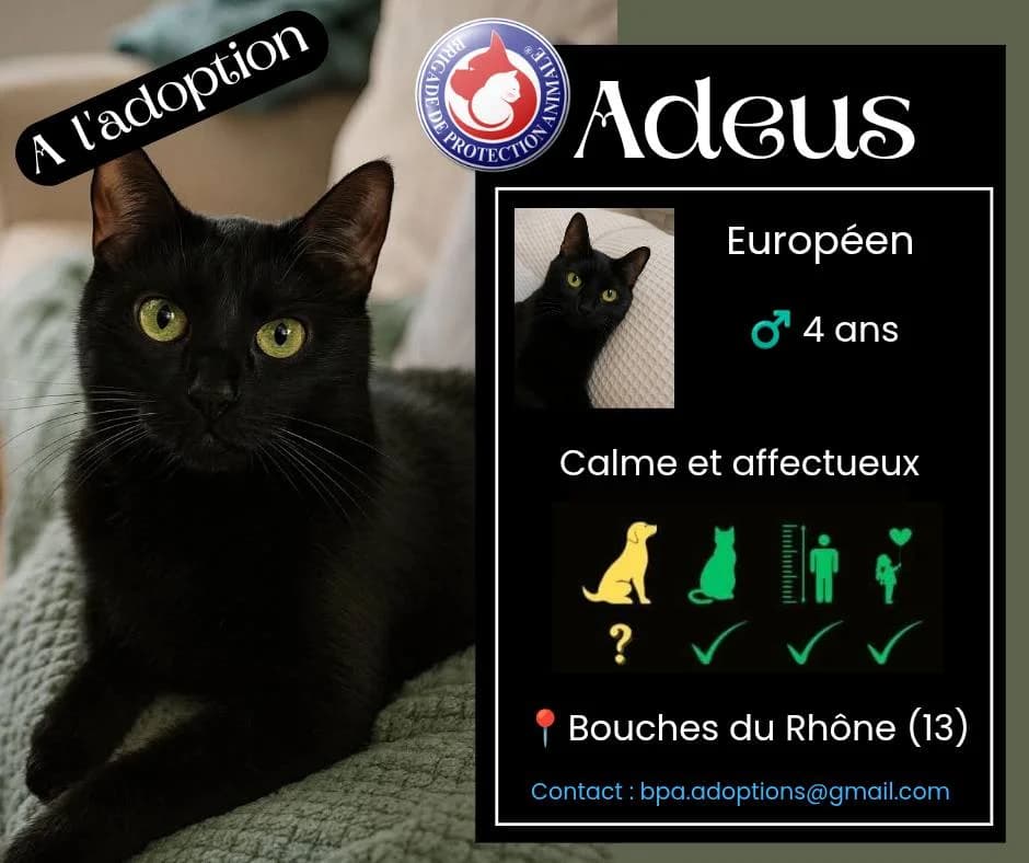 Adeus,  Mixed Breed for adoption at Brigade de Protection Animale