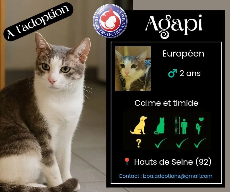 Agapi, Mixed Breed for adoption at Brigade de Protection Animale