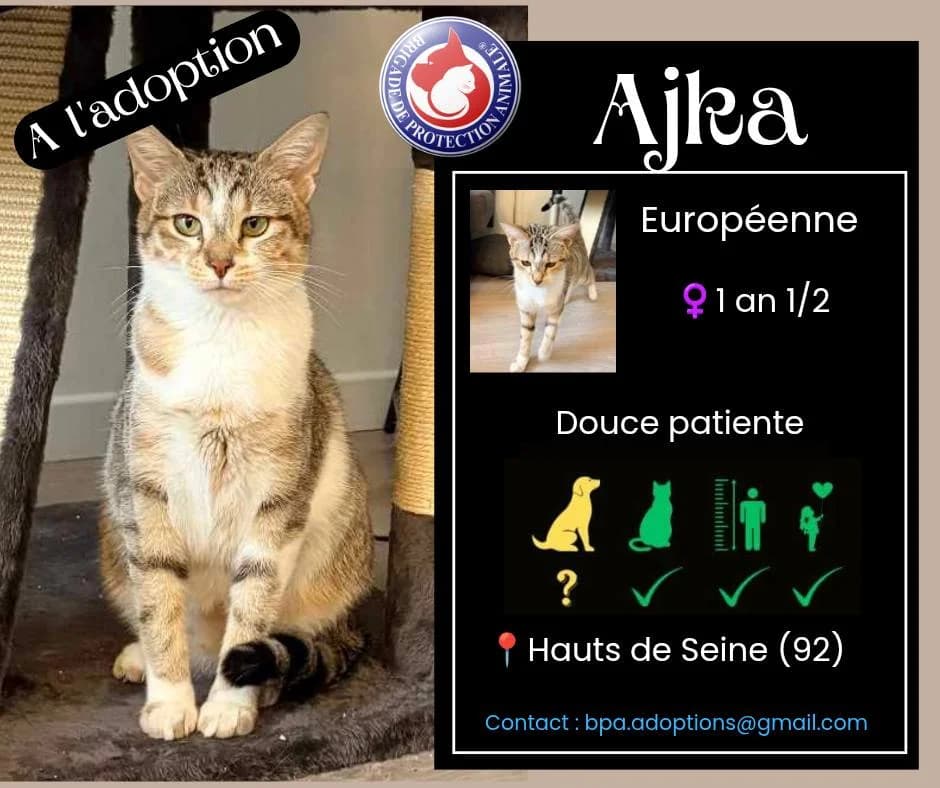 Ajka,  Mixed Breed for adoption at Brigade de Protection Animale
