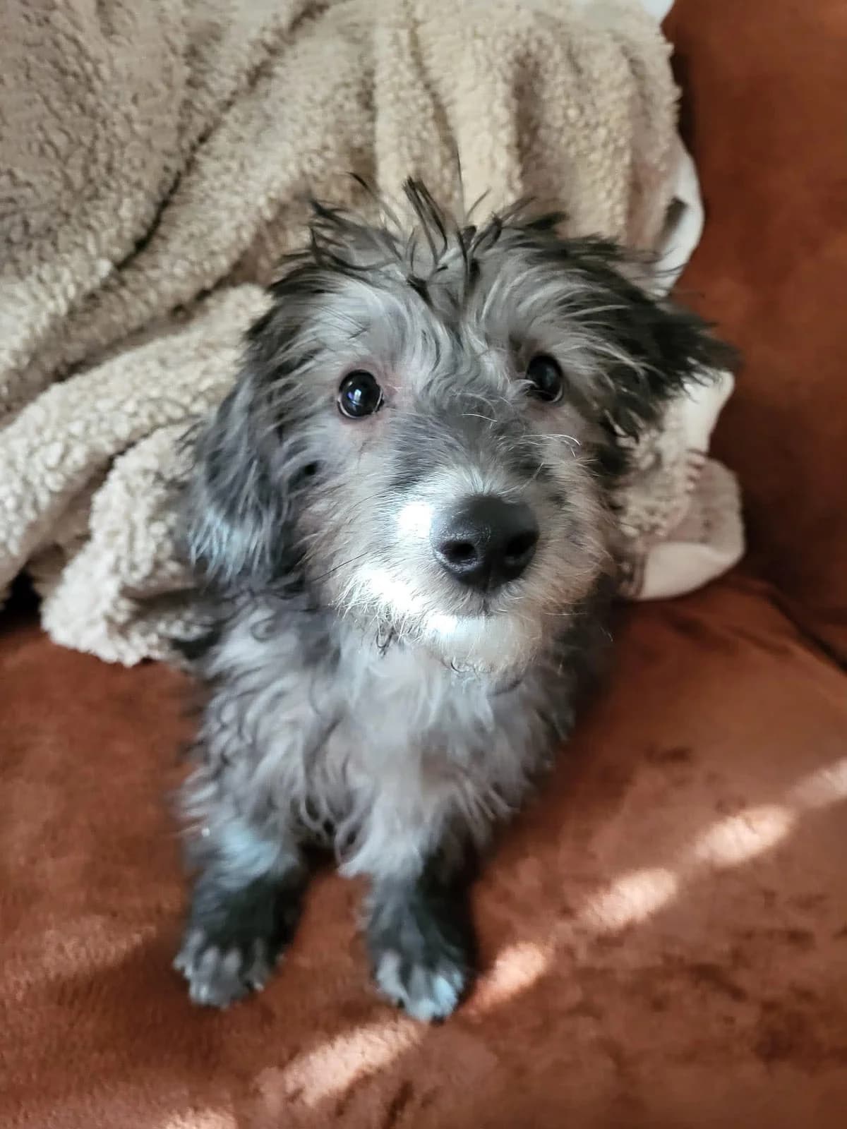 Alphonse, Mixed Breed for adoption at Brigade de Protection Animale