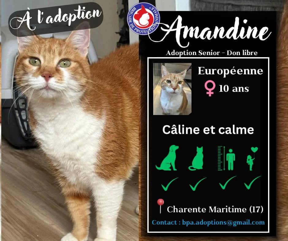 Amandine, Mixed Breed for adoption at Brigade de Protection Animale