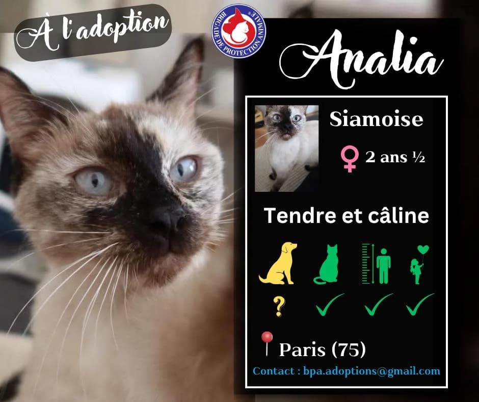 Analia, Mixed Breed for adoption at Brigade de Protection Animale