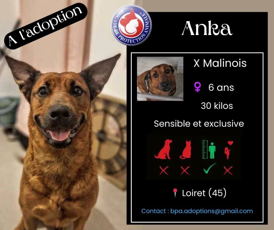 Anka, Mixed Breed for adoption at Brigade de Protection Animale