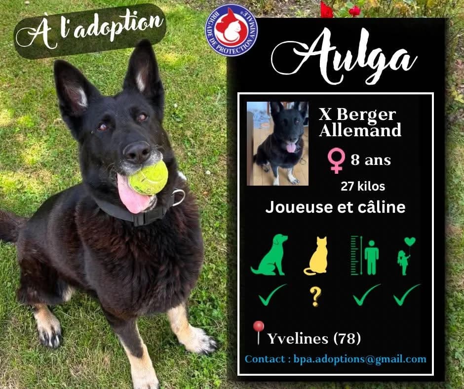Aulga, Mixed Breed for adoption at Brigade de Protection Animale