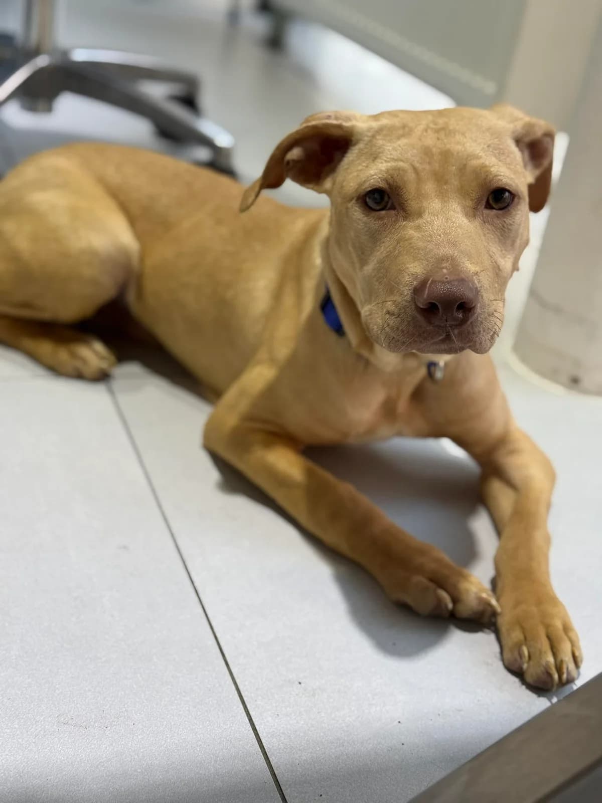 Azur, Mixed Breed for adoption at Brigade de Protection Animale