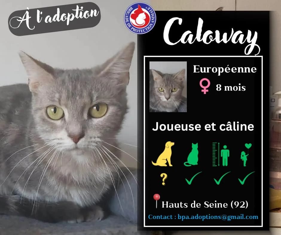 Caloway,  Mixed Breed for adoption at Brigade de Protection Animale