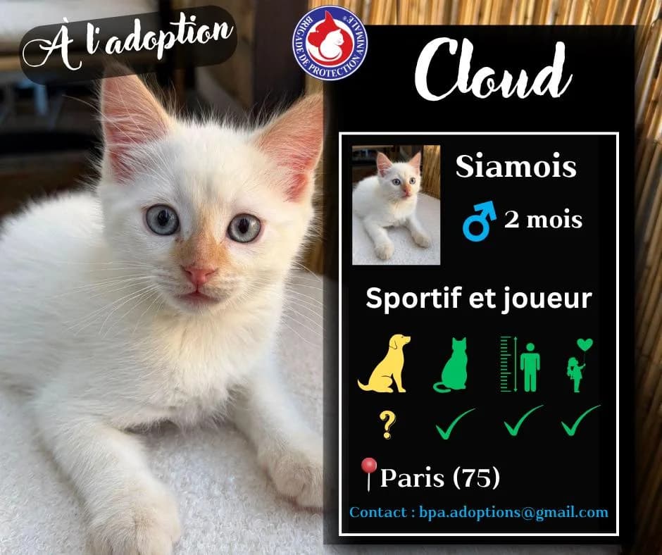 Cloud, Mixed Breed for adoption at Brigade de Protection Animale
