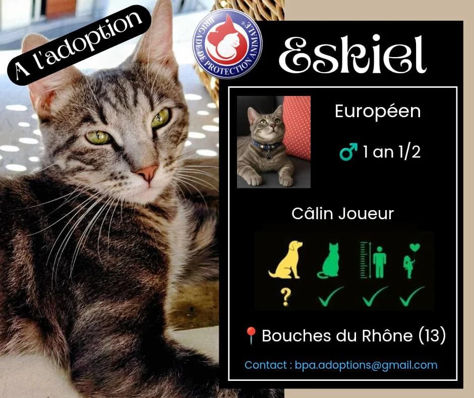 Eskiel, Mixed Breed for adoption at Brigade de Protection Animale