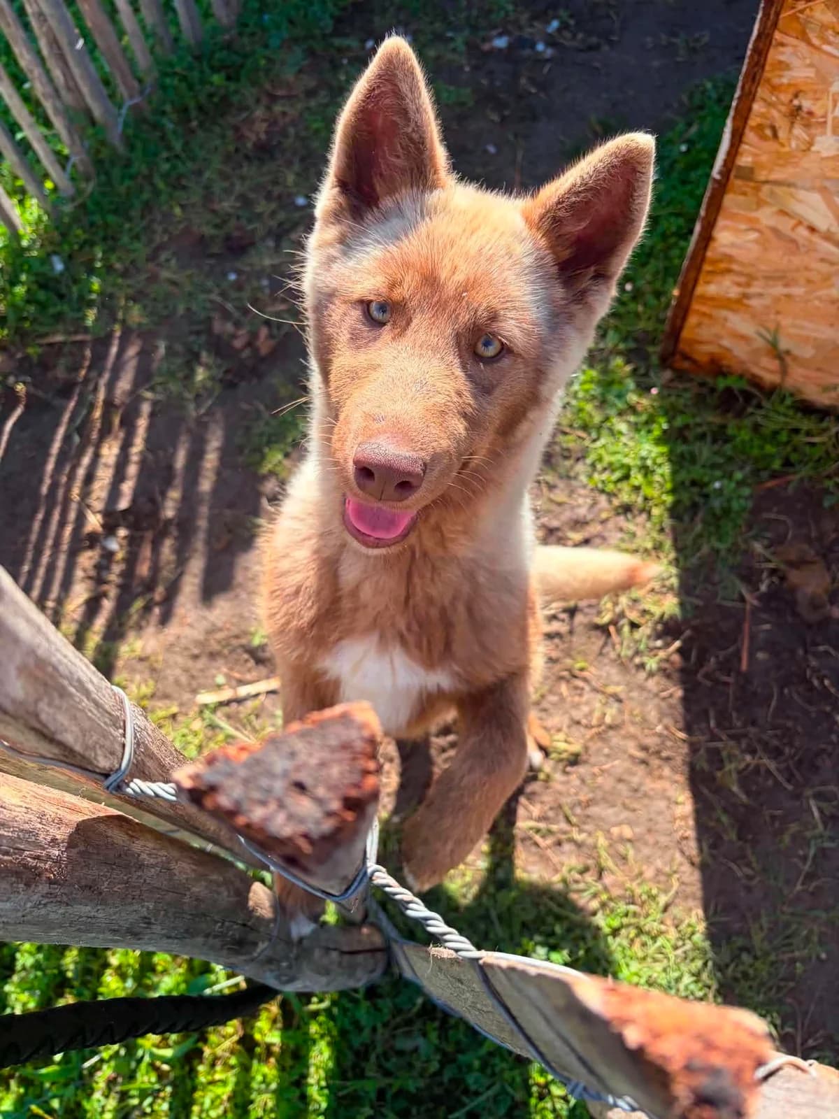 Evee, Mixed Breed for adoption at Brigade de Protection Animale