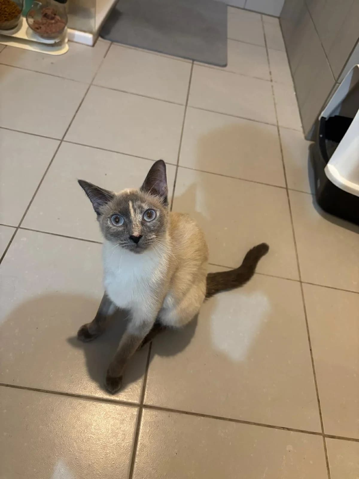 Ezra, Mixed Breed for adoption at Brigade de Protection Animale