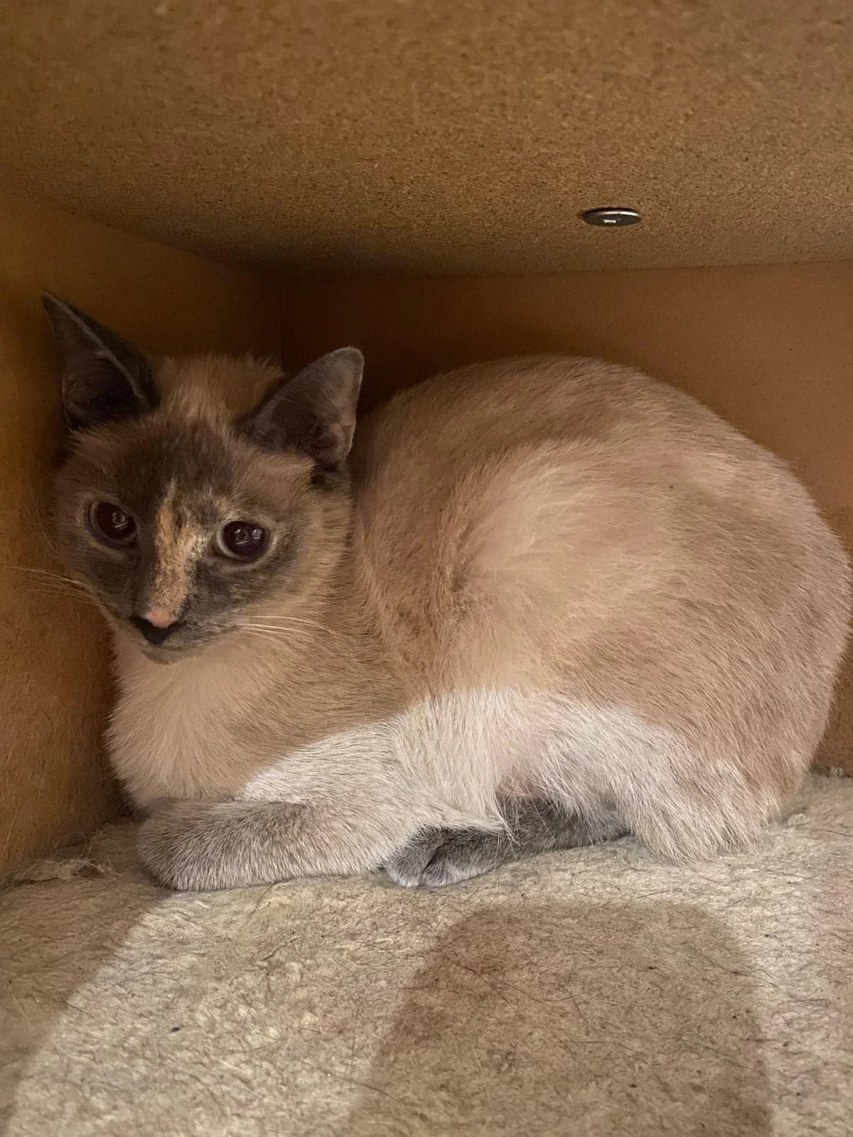 Frou frou,  Mixed Breed for adoption at Brigade de Protection Animale