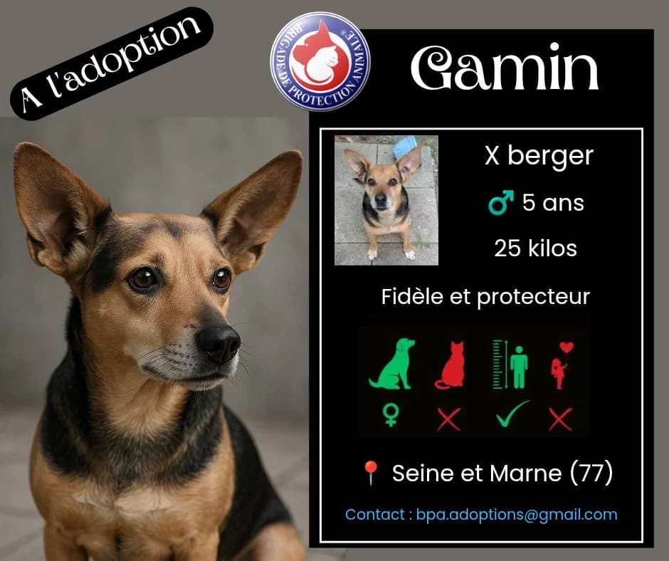 Gamin, Mixed Breed for adoption at Brigade de Protection Animale