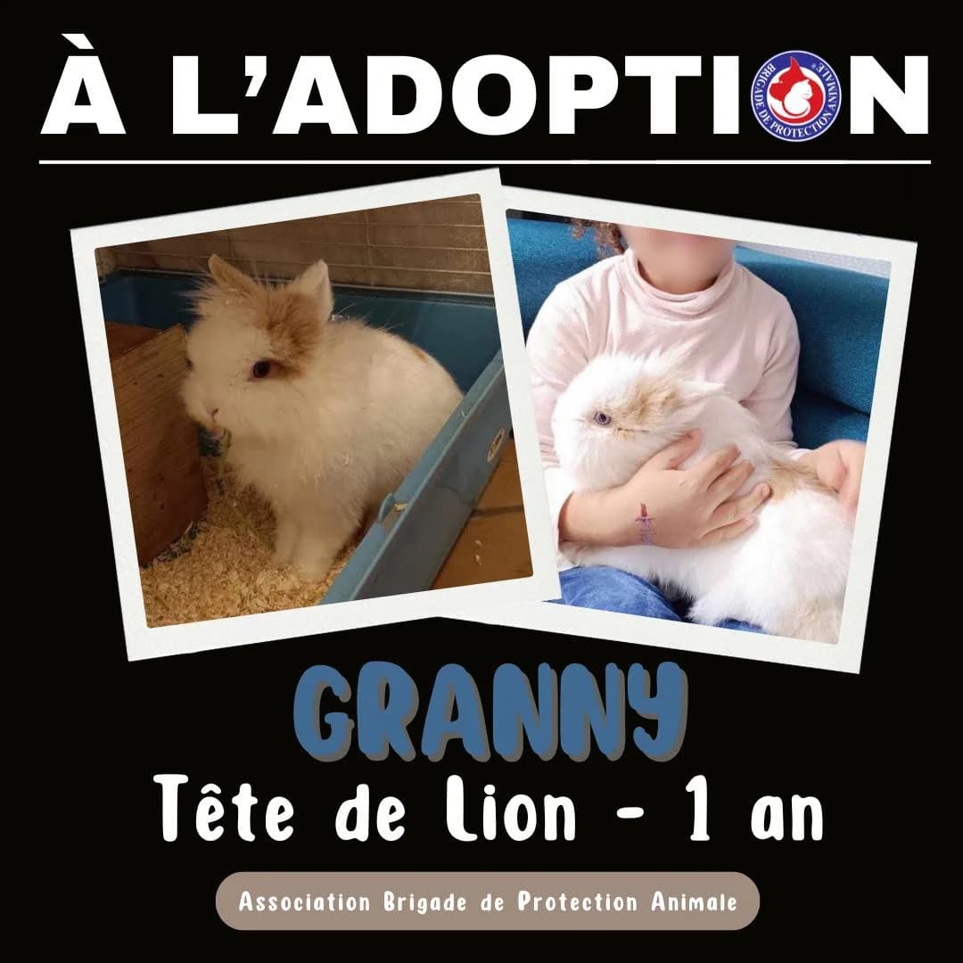 Granny, Mixed Breed for adoption at Brigade de Protection Animale