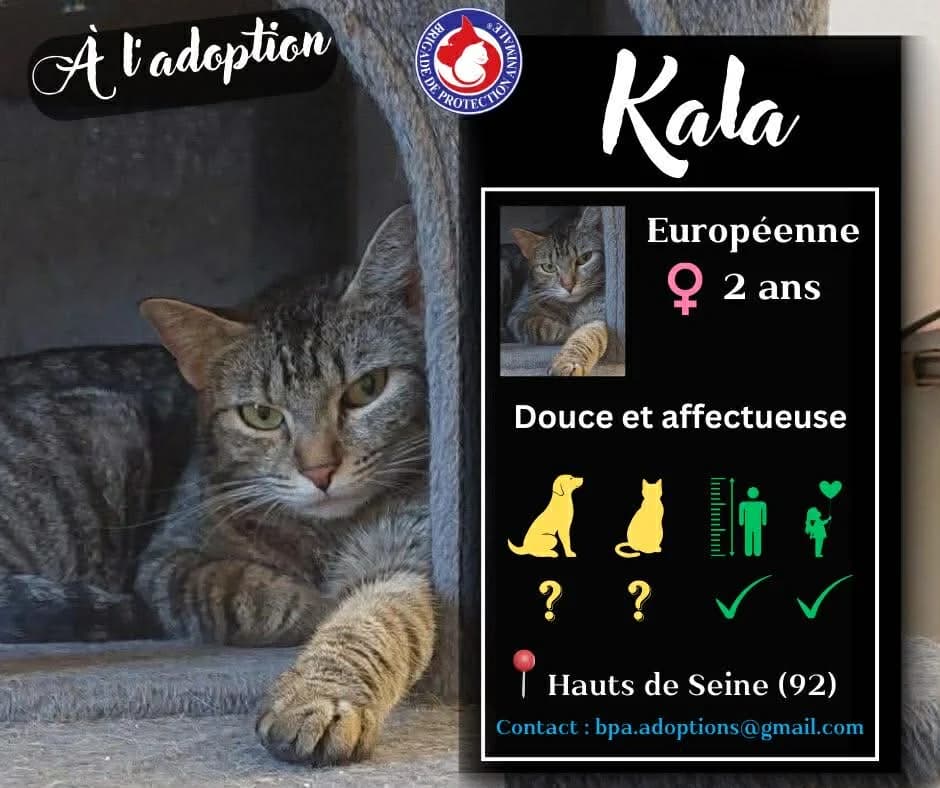 Kala, Mixed Breed for adoption at Brigade de Protection Animale