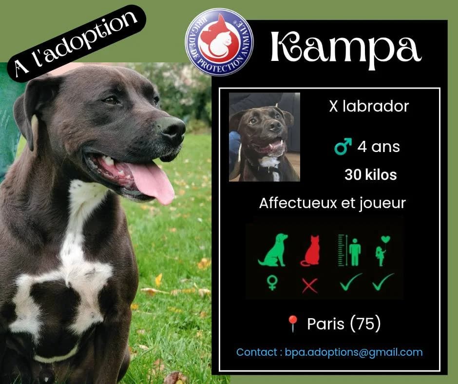 Kampa1,  Mixed Breed for adoption at Brigade de Protection Animale