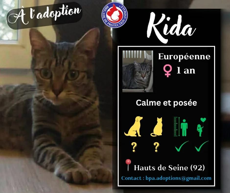 Kida,  Mixed Breed for adoption at Brigade de Protection Animale