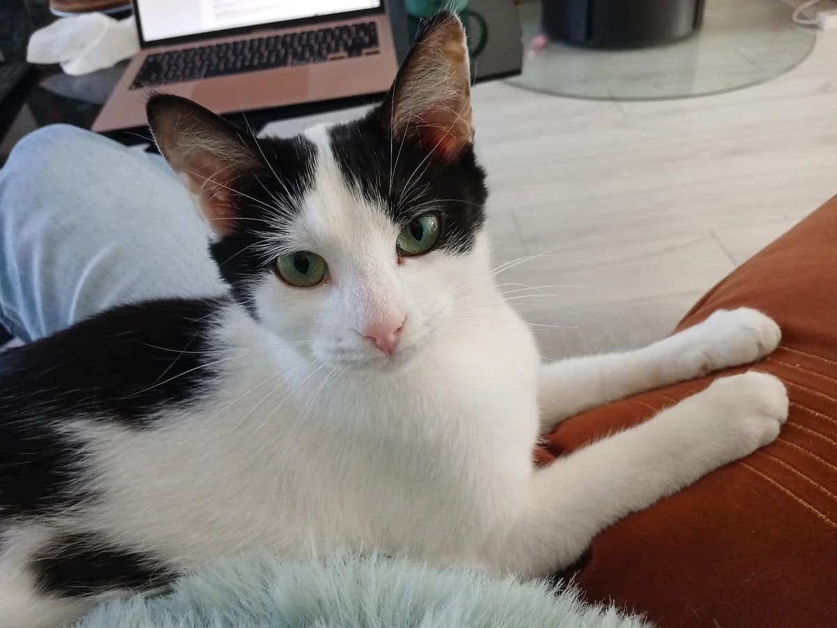 Kinder,  Mixed Breed for adoption at Brigade de Protection Animale