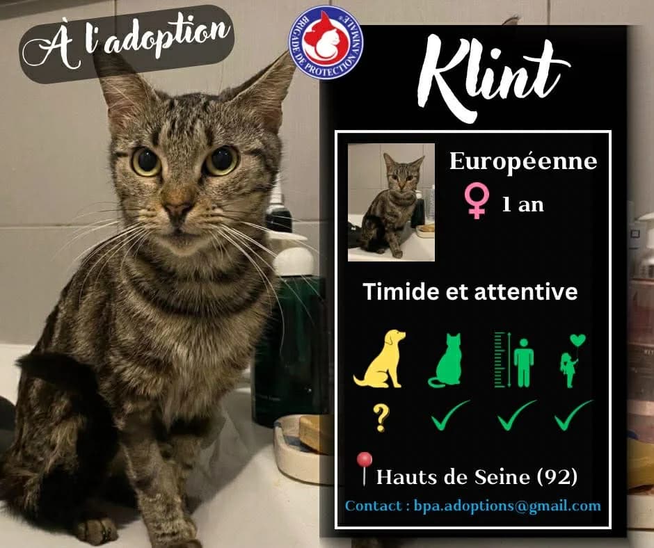 Klint, Mixed Breed for adoption at Brigade de Protection Animale