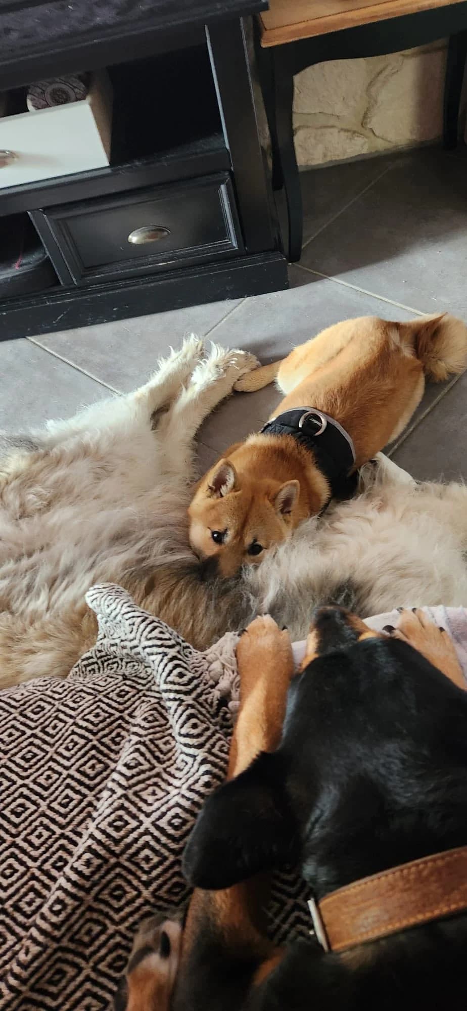 Kobi, Mixed Breed for adoption at Brigade de Protection Animale