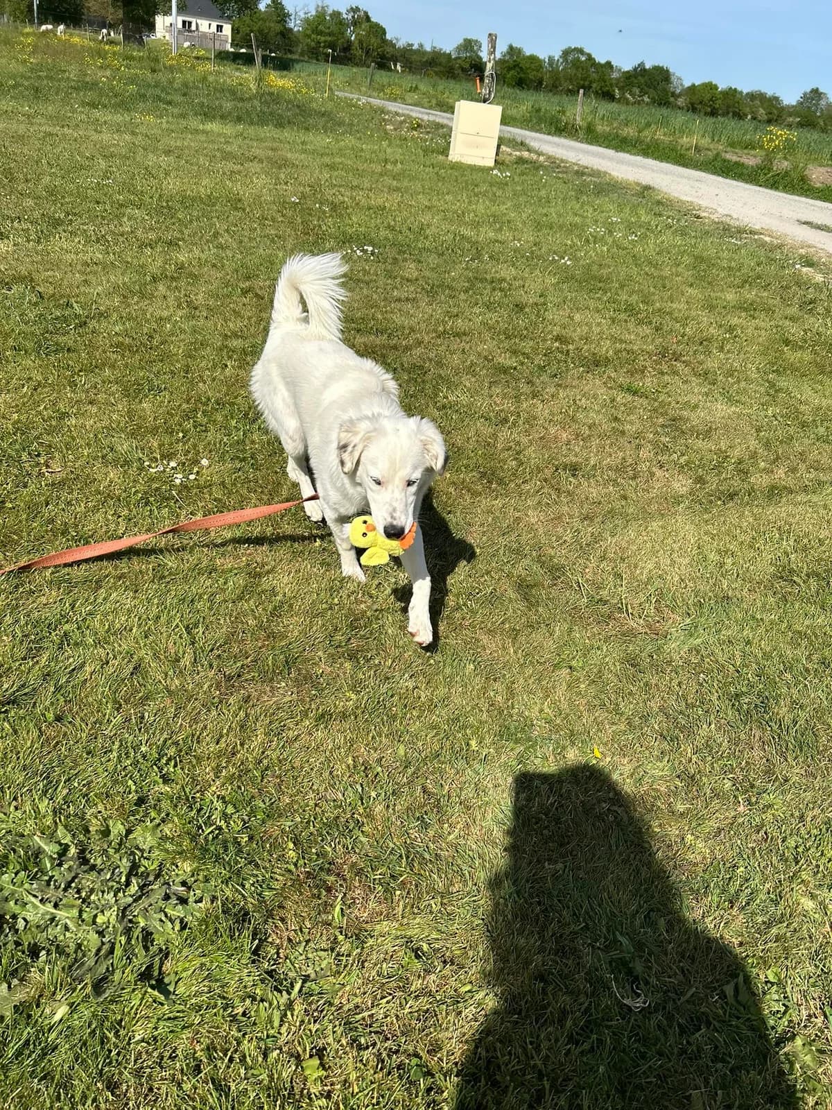 Kyrie, Mixed Breed (Brigade de Protection Animale)