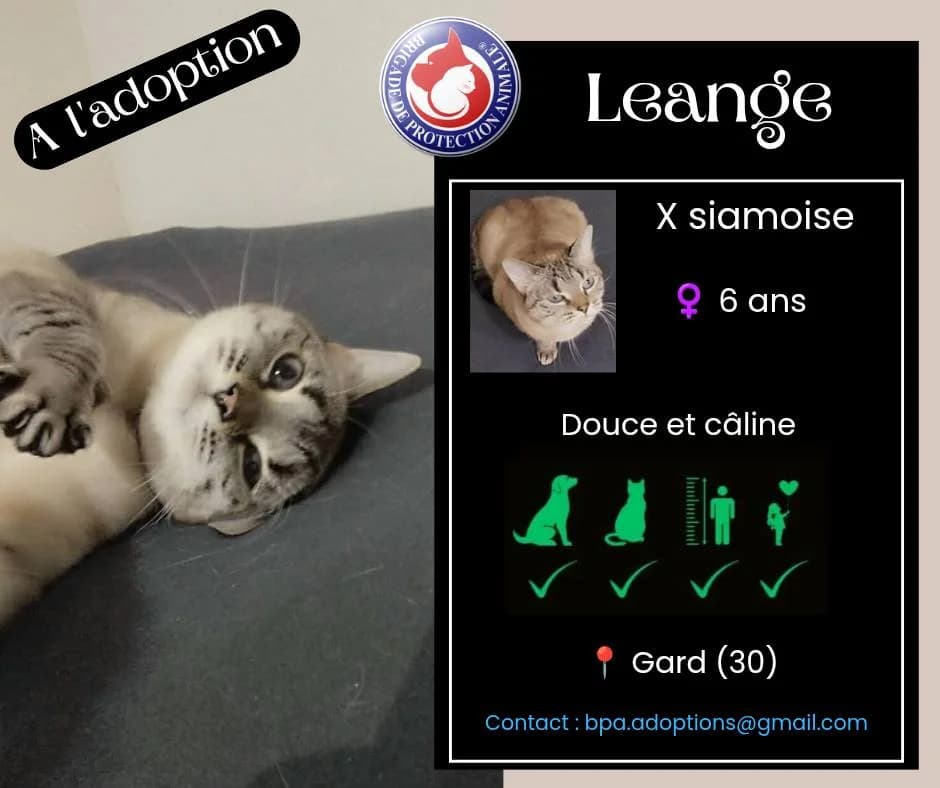 Lange, Mixed Breed for adoption at Brigade de Protection Animale
