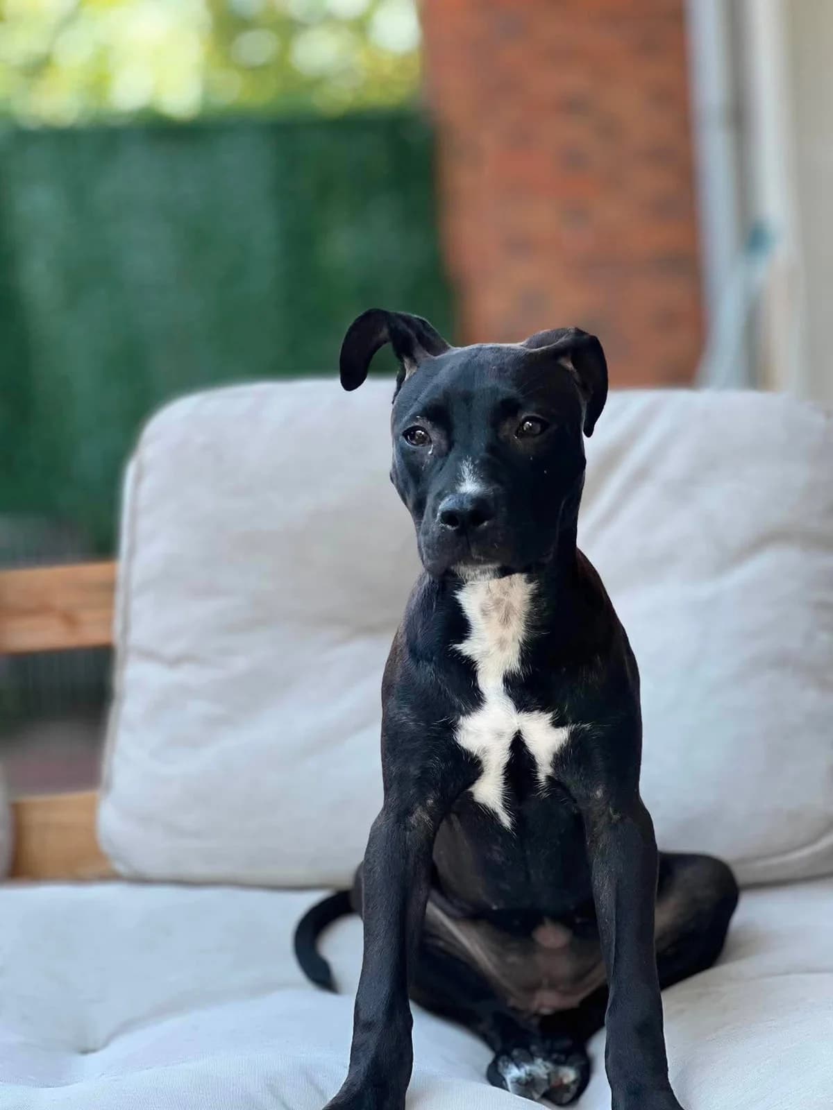 Nixie,  Mixed Breed for adoption at Brigade de Protection Animale