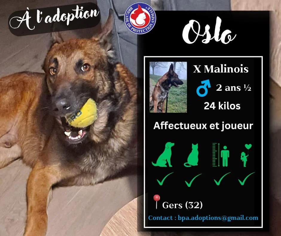 Oslo, Mixed Breed for adoption at Brigade de Protection Animale