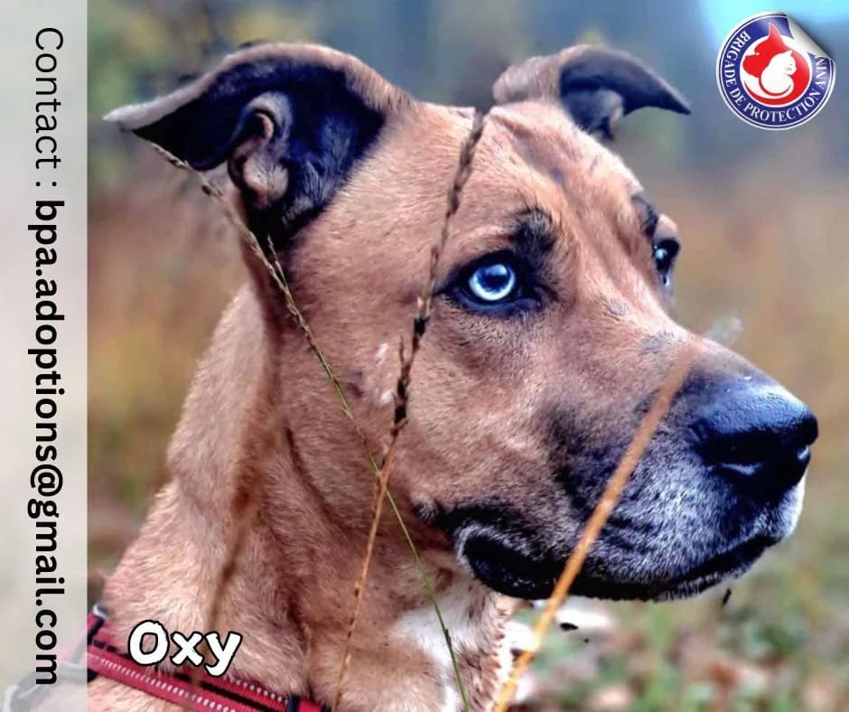 Oxy, Mixed Breed for adoption at Brigade de Protection Animale