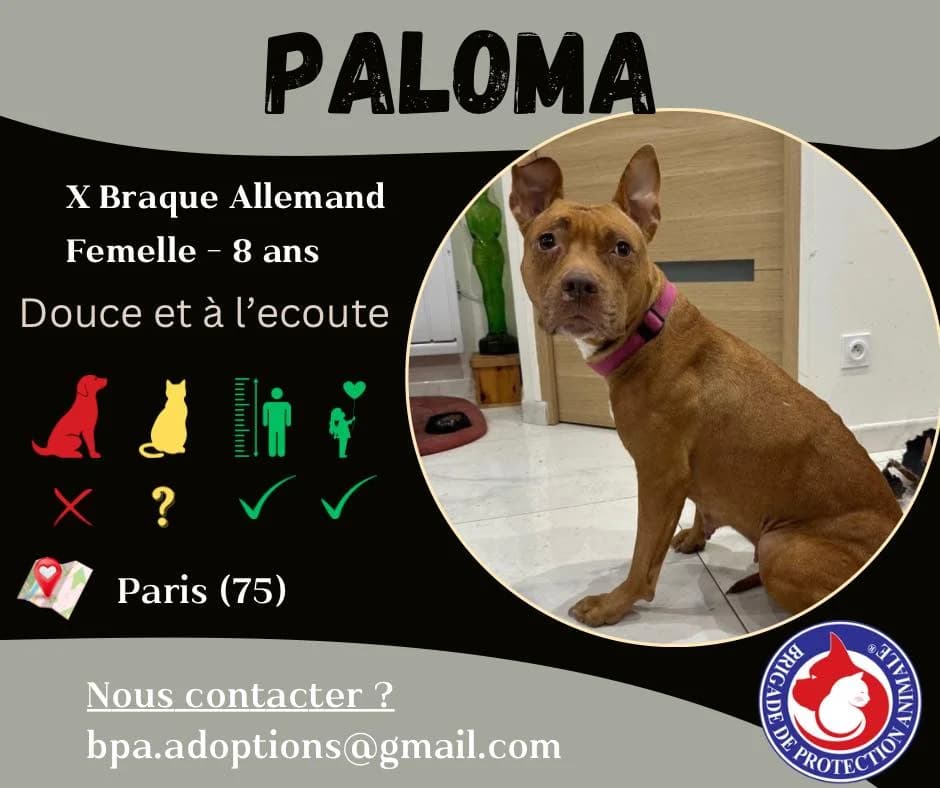 Paloma,  Mixed Breed for adoption at Brigade de Protection Animale
