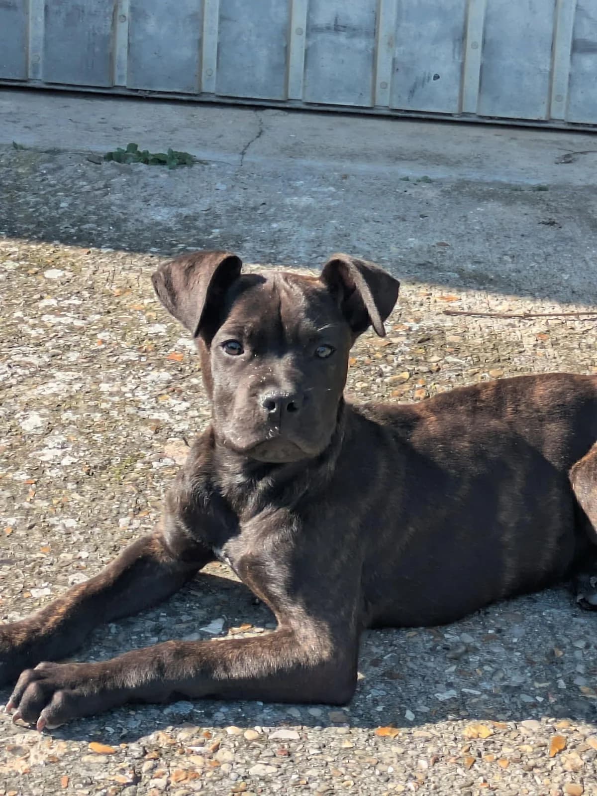 Phoenix, Mixed Breed for adoption at Brigade de Protection Animale