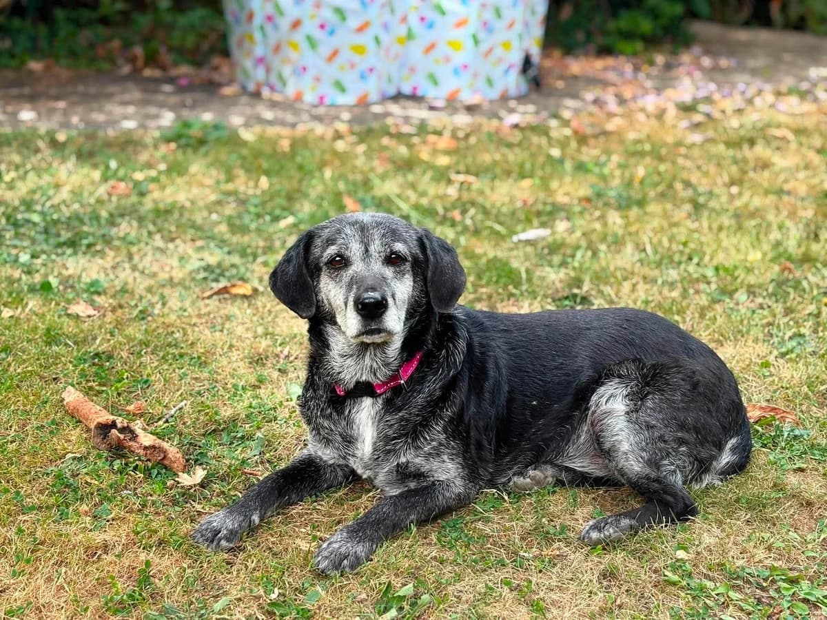 Praline, Mixed Breed (Brigade de Protection Animale)