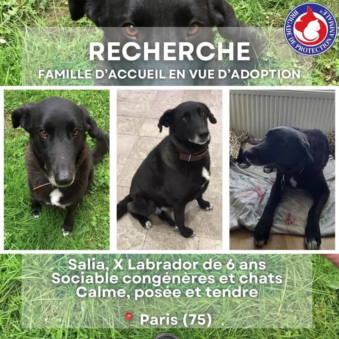 Salia,  Mixed Breed for adoption at Brigade de Protection Animale