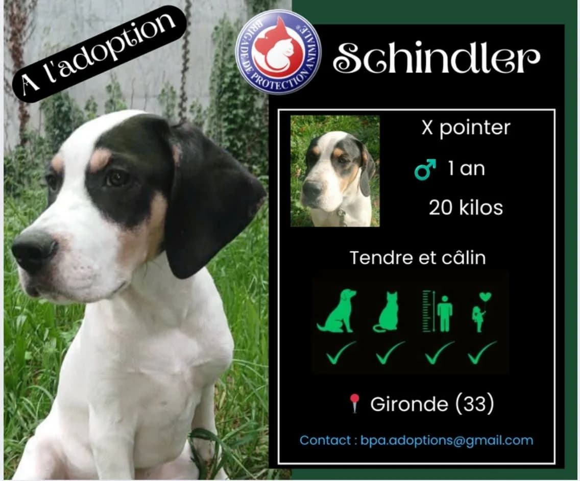 Schindler, Mixed Breed for adoption at Brigade de Protection Animale
