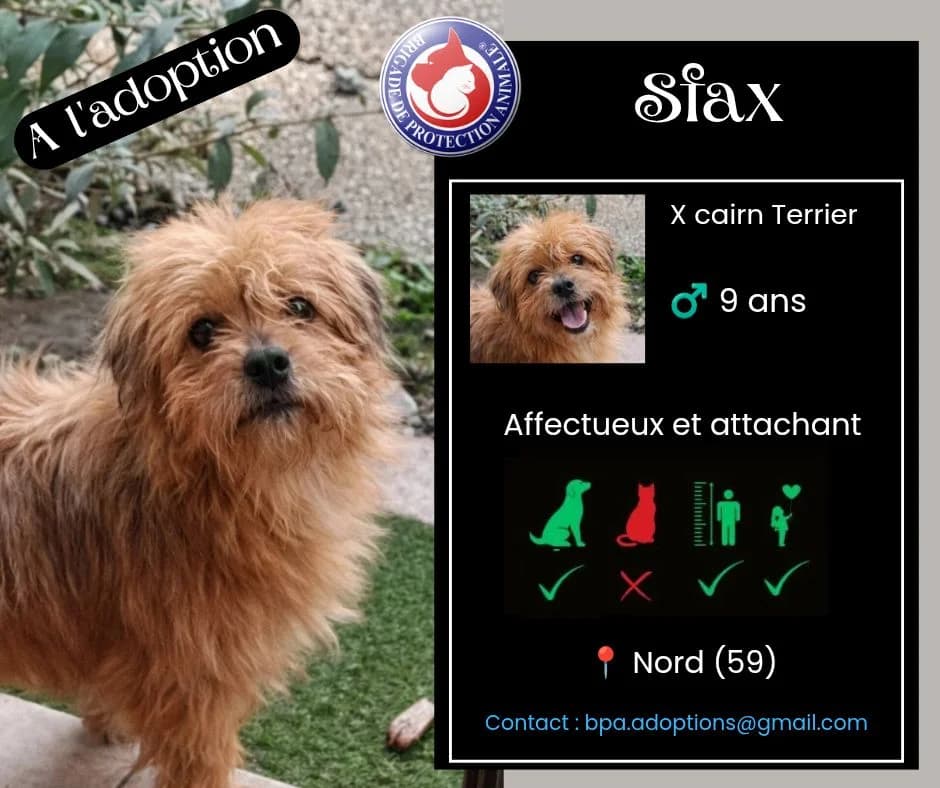 Sfax, Mixed Breed for adoption at Brigade de Protection Animale