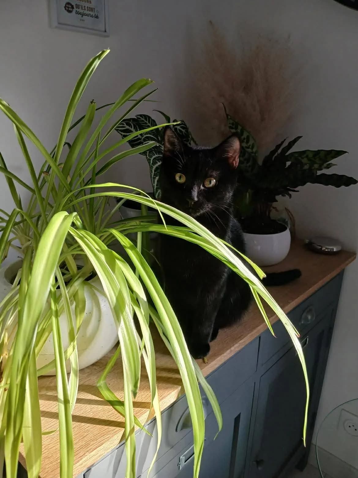 Shoko, Mixed Breed for adoption at Brigade de Protection Animale