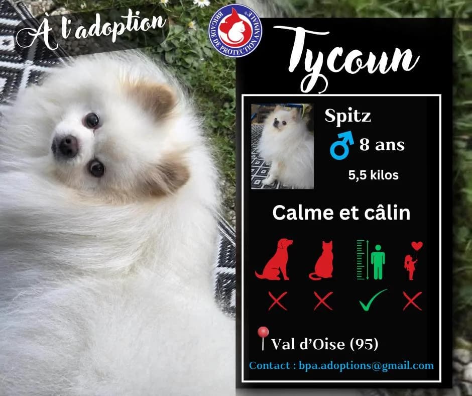 Tycoon, Mixed Breed for adoption at Brigade de Protection Animale
