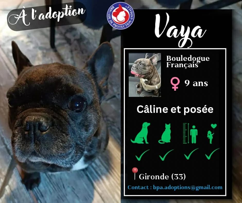 Vaya,  Mixed Breed for adoption at Brigade de Protection Animale