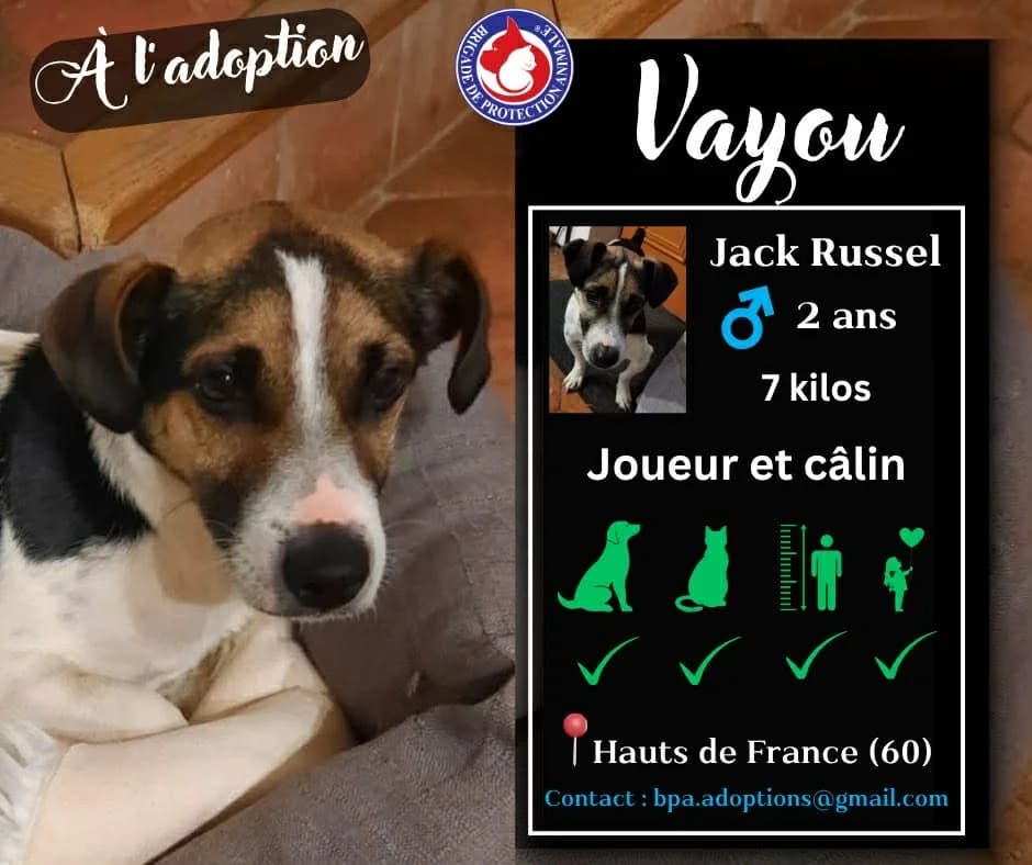 Vayou, Mixed Breed for adoption at Brigade de Protection Animale