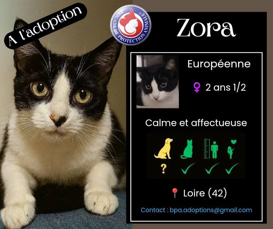 Zora, Mixed Breed for adoption at Brigade de Protection Animale