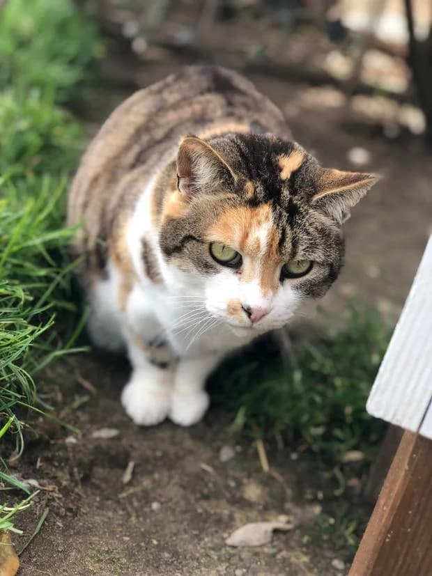 Jasmine, Mixed Breed (Fondation Brigitte Bardot)