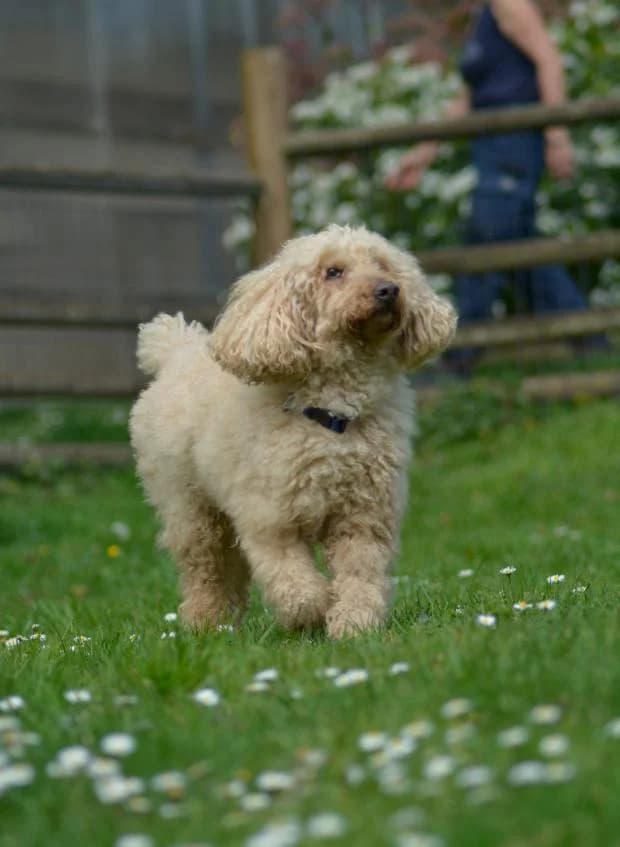 Jumpy, male Mixed Breed for adoption at Fondation Brigitte Bardot, Paris