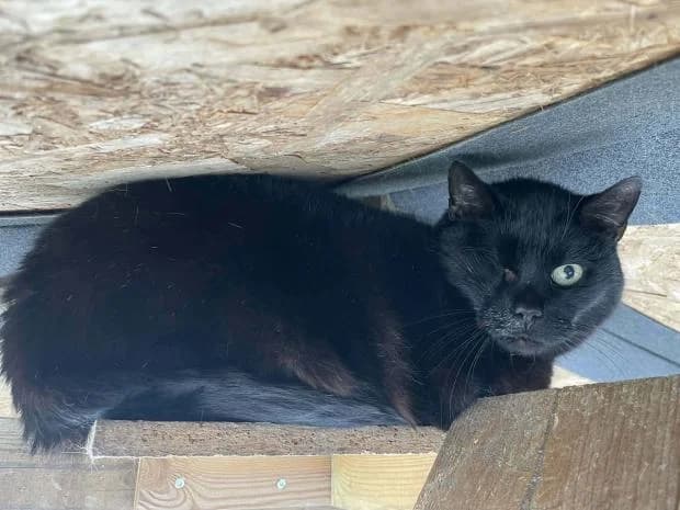Batman, Mixed Breed (Fondation Brigitte Bardot)