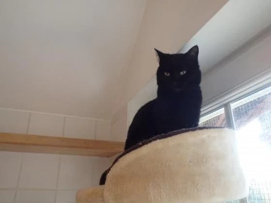 Noirette, European Shorthair (Fondation Brigitte Bardot)