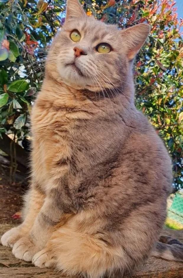 Opium, European Shorthair (Fondation Brigitte Bardot)