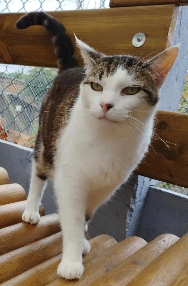 Evangeline, female Mixed Breed for adoption at Fondation Brigitte Bardot, Paris