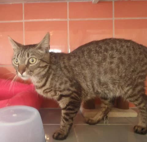 Tigrou, European Shorthair (Fondation Brigitte Bardot)