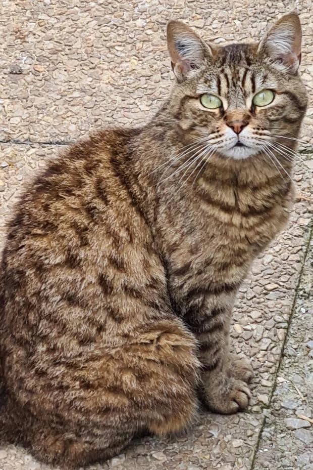 Moira, female European Shorthair for adoption at Fondation Brigitte Bardot, Paris